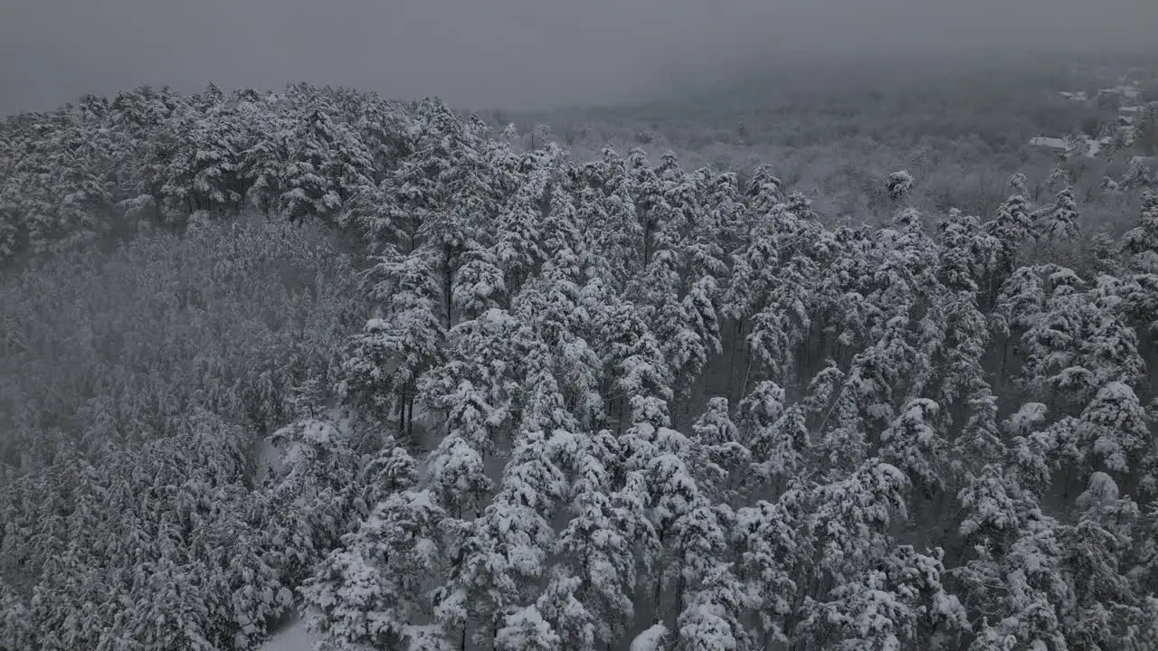 Snowy Foggy Winter Aerial Footage of snowy forest