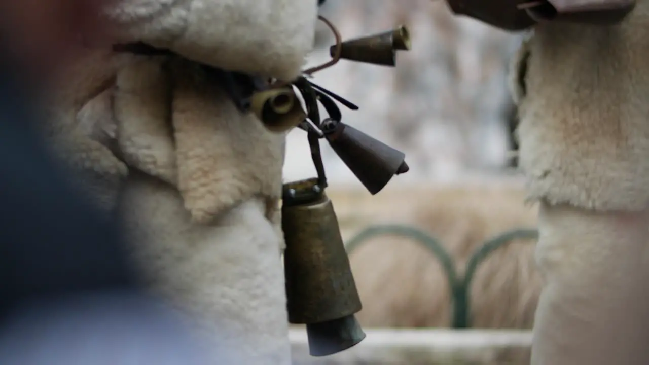 Huge bouncing bells on the waist of a bulgarian kuker-1