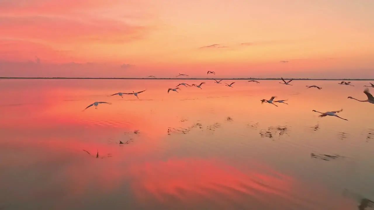 Aerial view of flamingos flying in the sunset