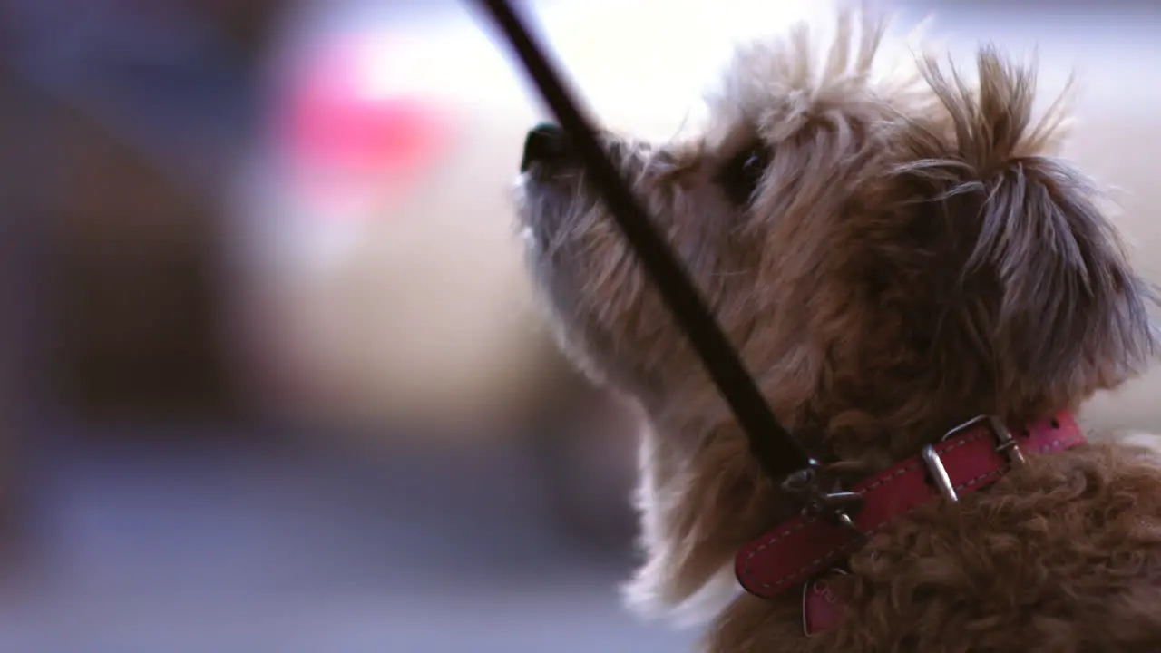 Slow motion footage of a terrier dog on a leash looking up to the sky