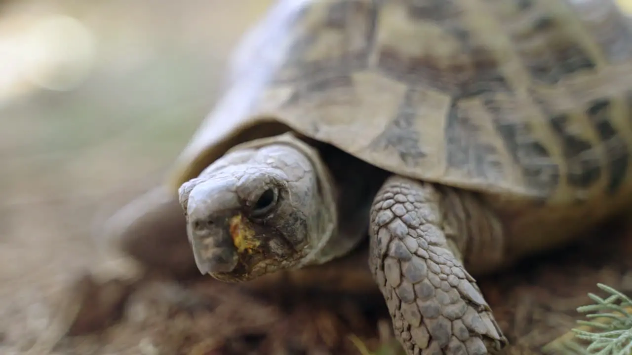 Small turtle crawling in sand