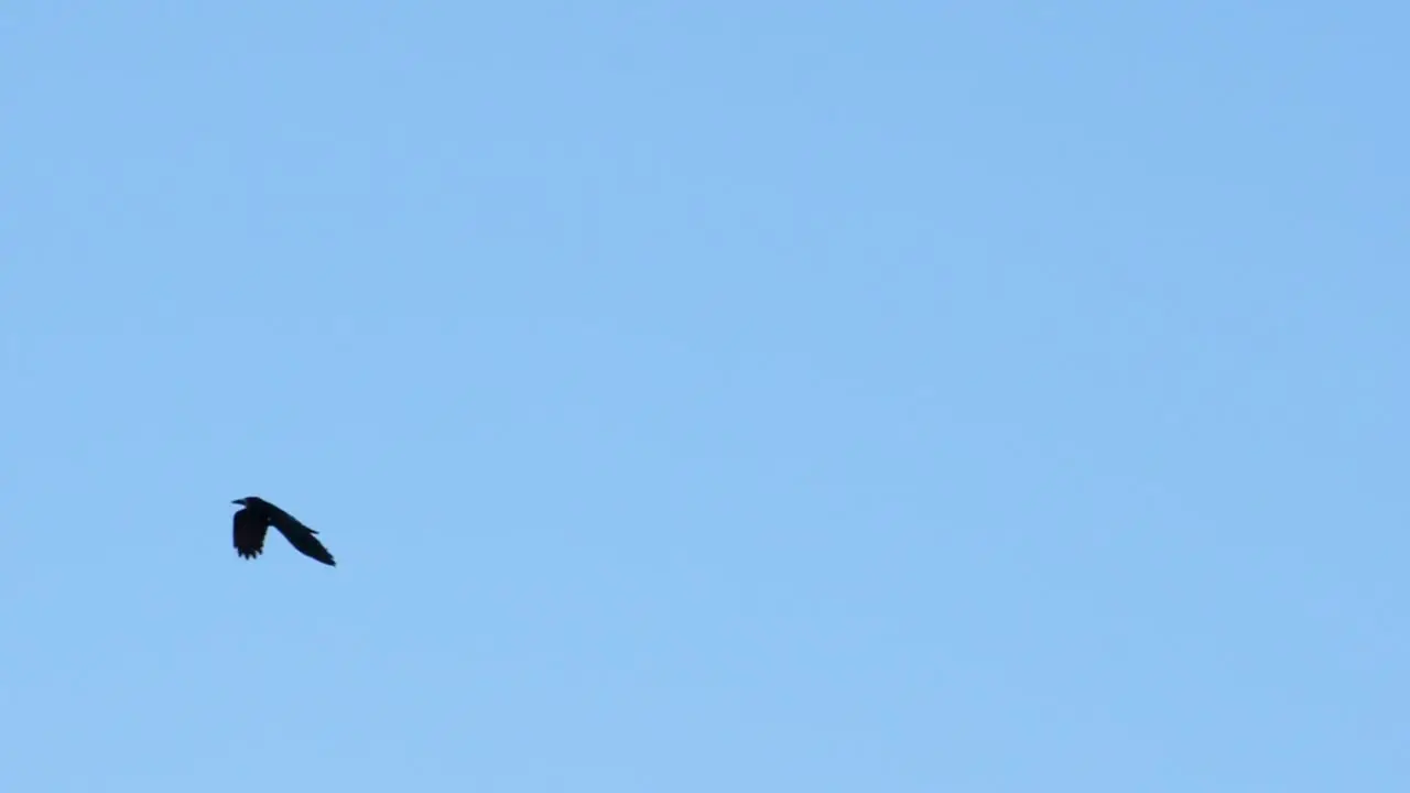 Group of ravens flying in blue sky in slow motion