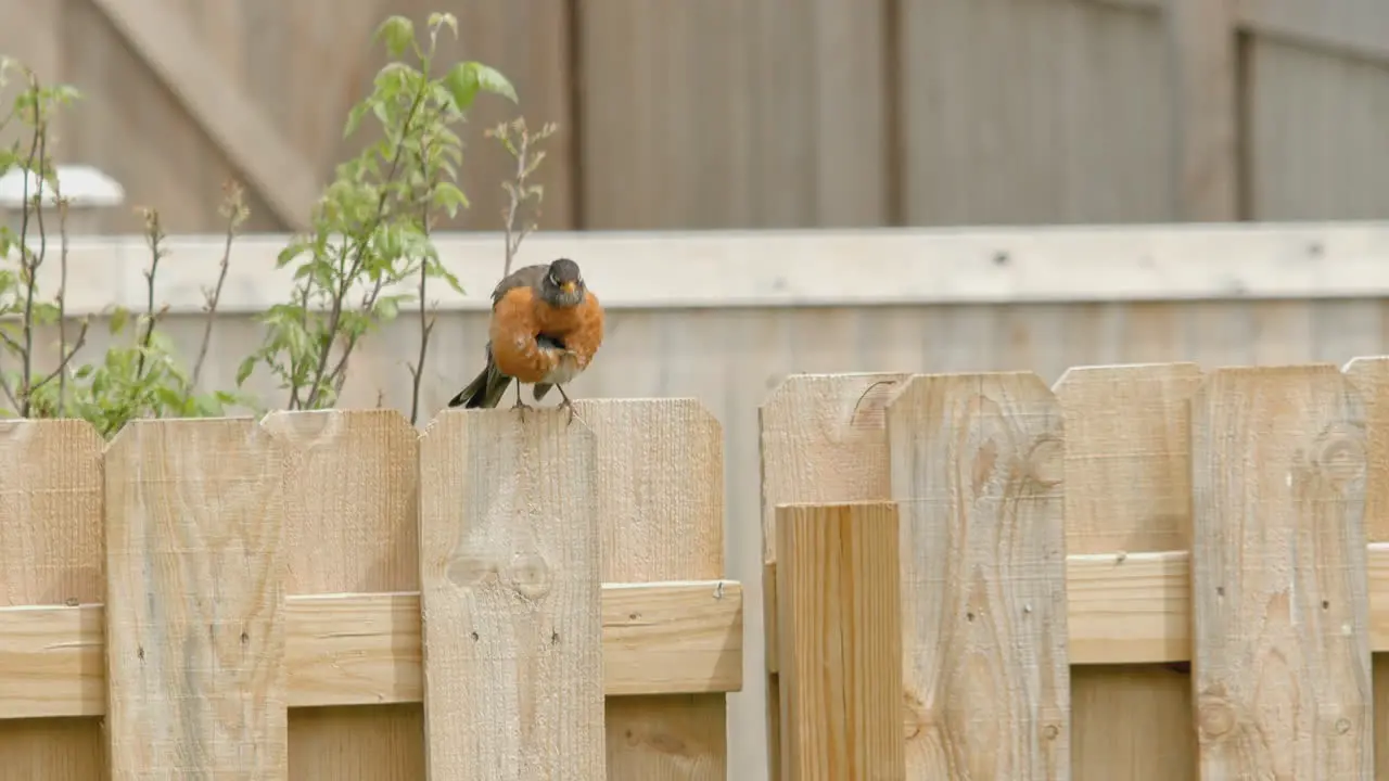 Closeup of Robin Sitting on Fence Cleaning Feathers in Slow Motion