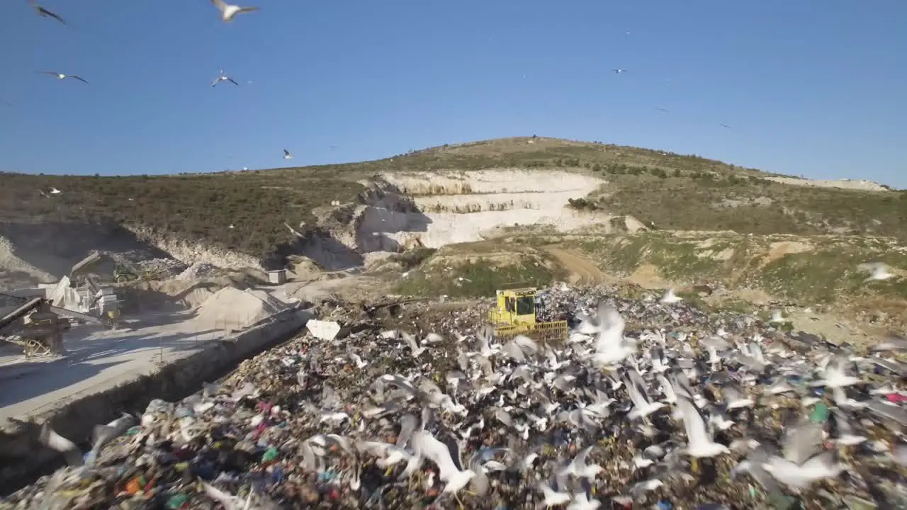 A fantastic flight past the birds in the dump