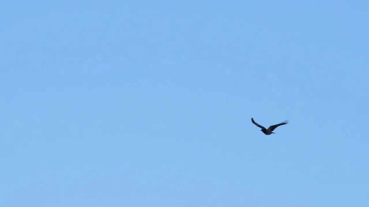 Crow flying in blue sky in slow motion