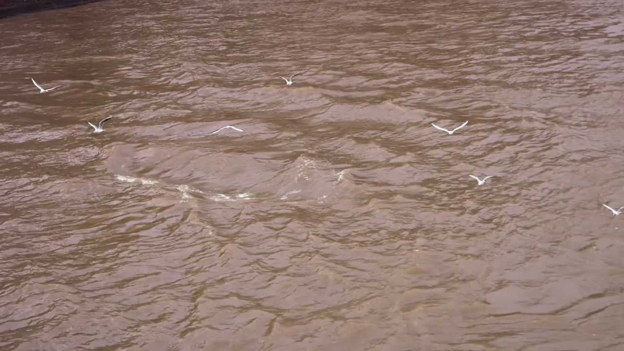 Slow motion footage of a group of Seagulls flying above the waves of the Seine River in Paris France