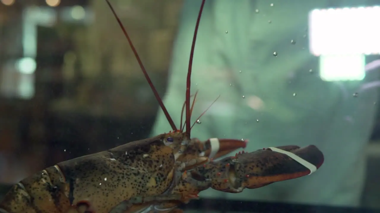 Big lobster placed inside aquarium slow motion 1080p