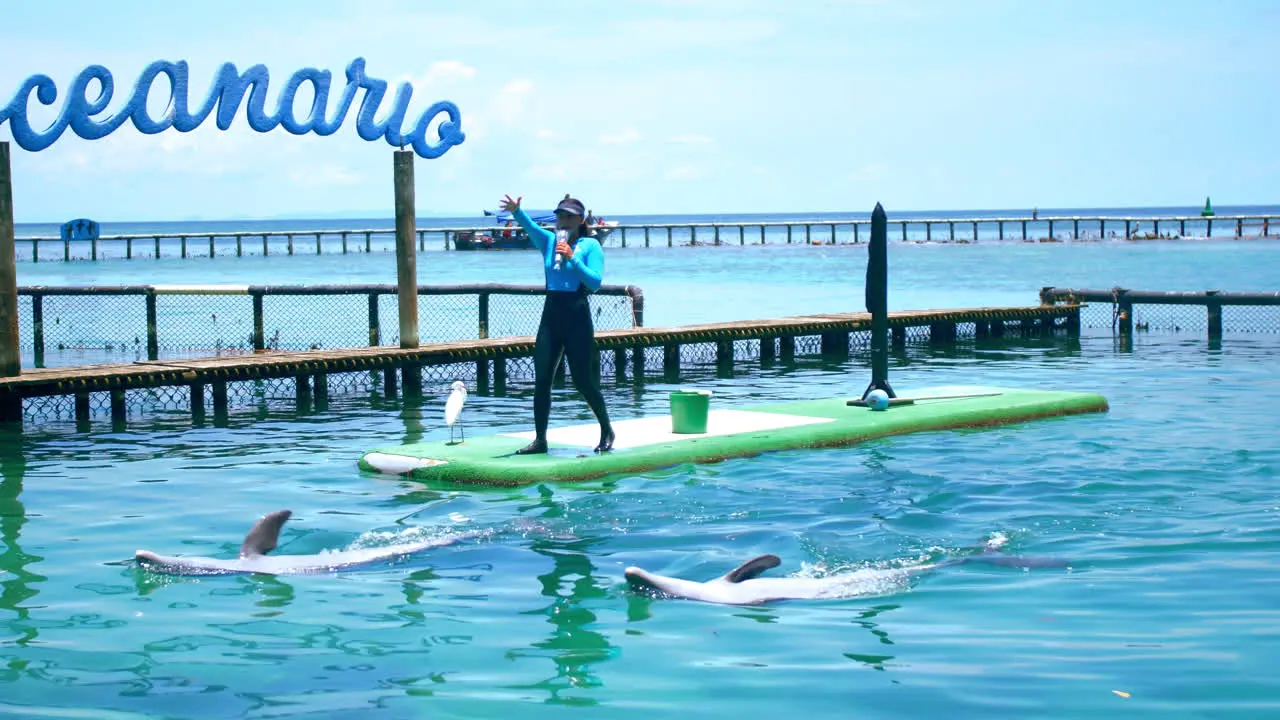 General shot of a Dolphin trainer entertaining tourists in a dolphin show in an Oceanarium in Cartagena Colombia