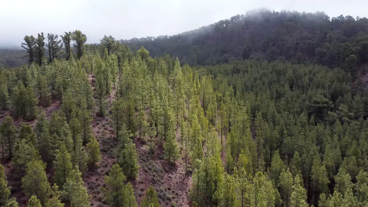 Aerial drone reveal of pine forests with clouds and sun shining down on it