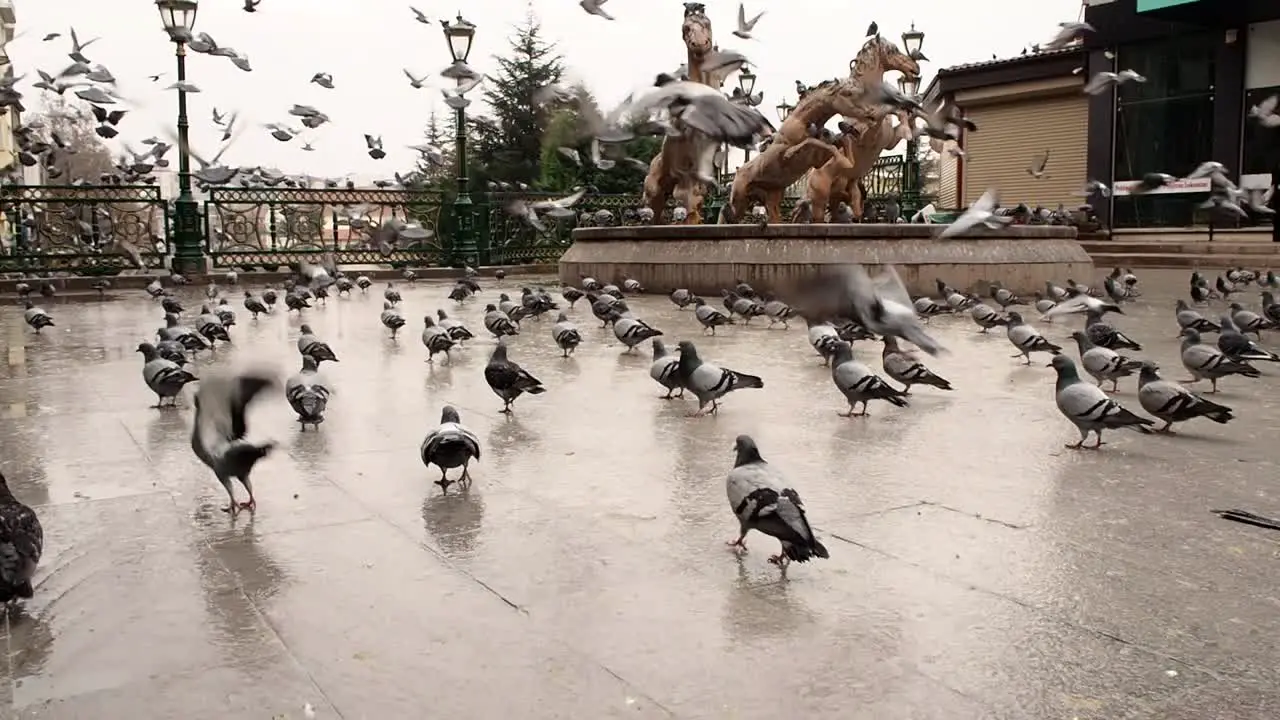 Lots of Scared Pigeons Fly Away