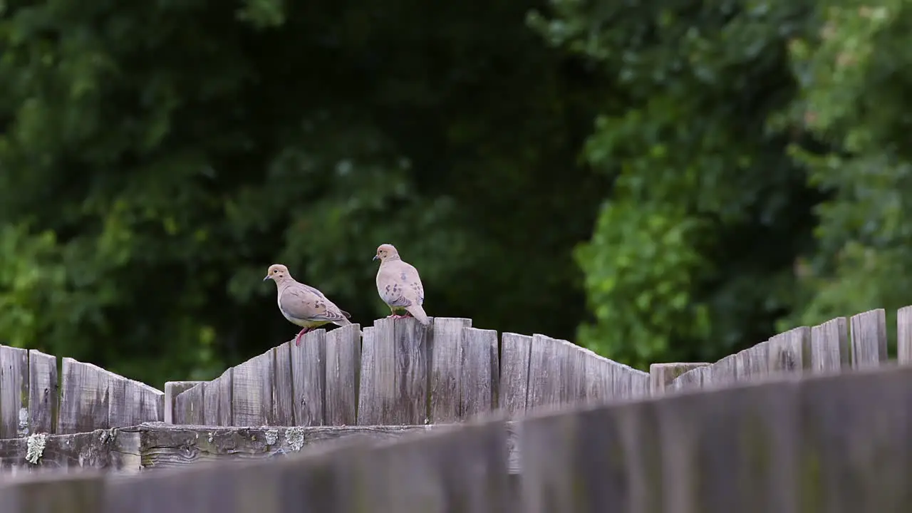 Pair of mourning doves walking along the top of a faded wooden fence