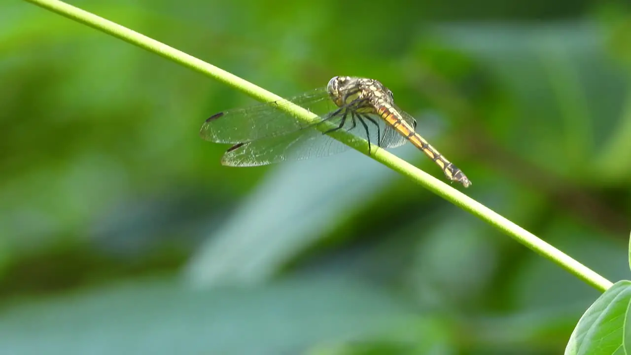 dragonfly UHD MP4 4k video 