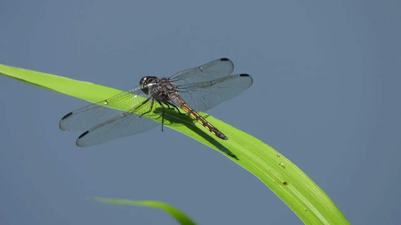 dragonfly in grass MP4 video 