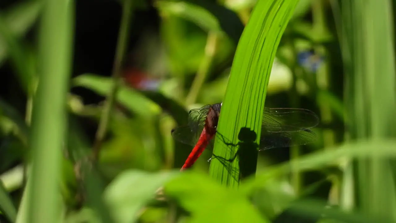 dragonfly in grass UHD MP4 4k video 