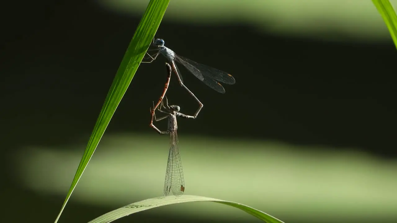 Dragonflys mating UHD MP4 4k 