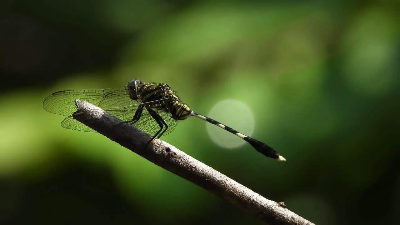 Tiger dragonfly UHD MP4 4k Video 