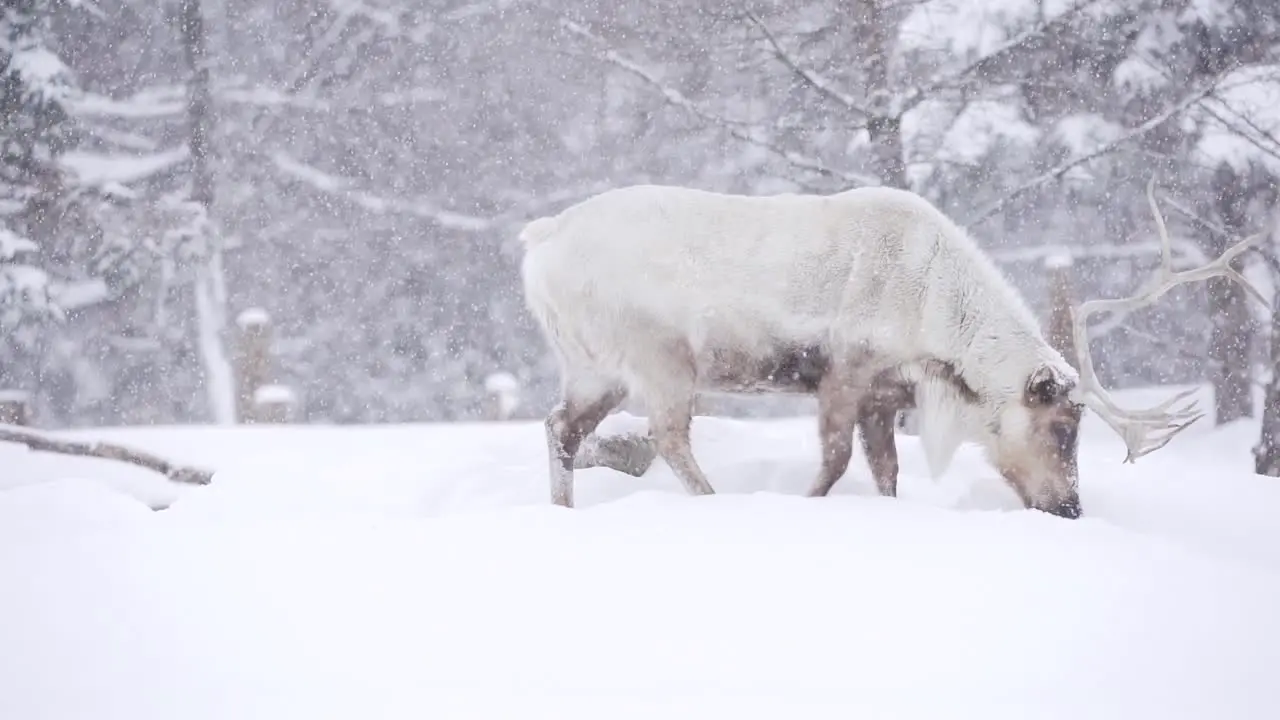 An adult Woodland Caribou walks through the forest during a heavy snowfall with slow falling snow