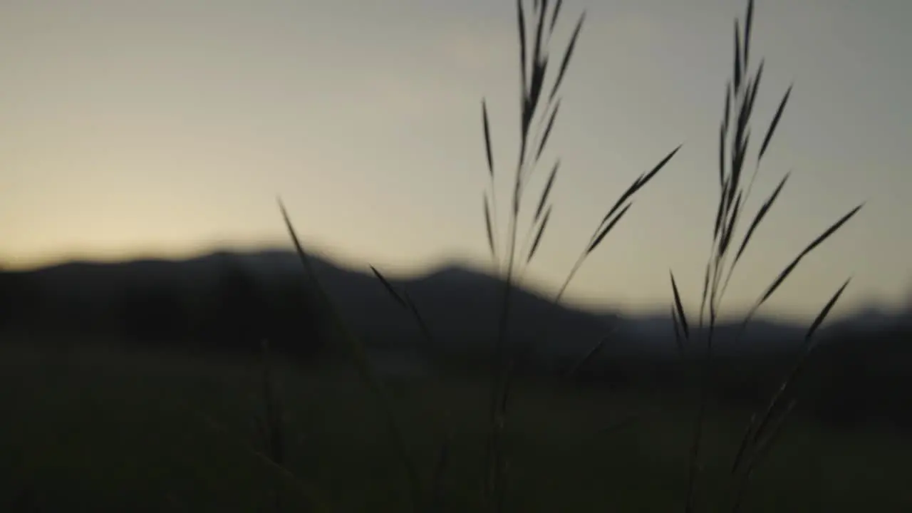 Mountain Sunrise through Tall Grass in Slow Motion