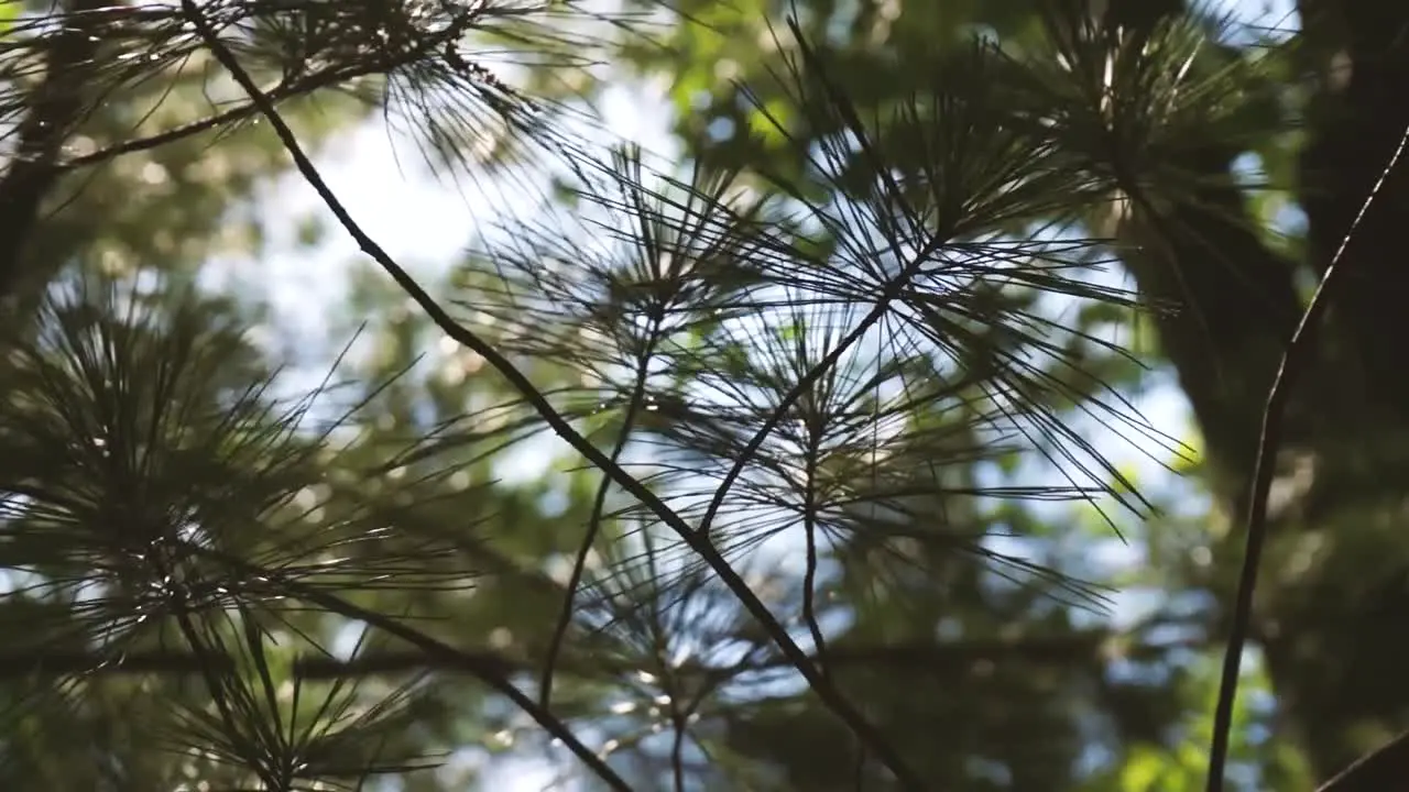 Pine needles on a tree sway in the breeze in slow motion