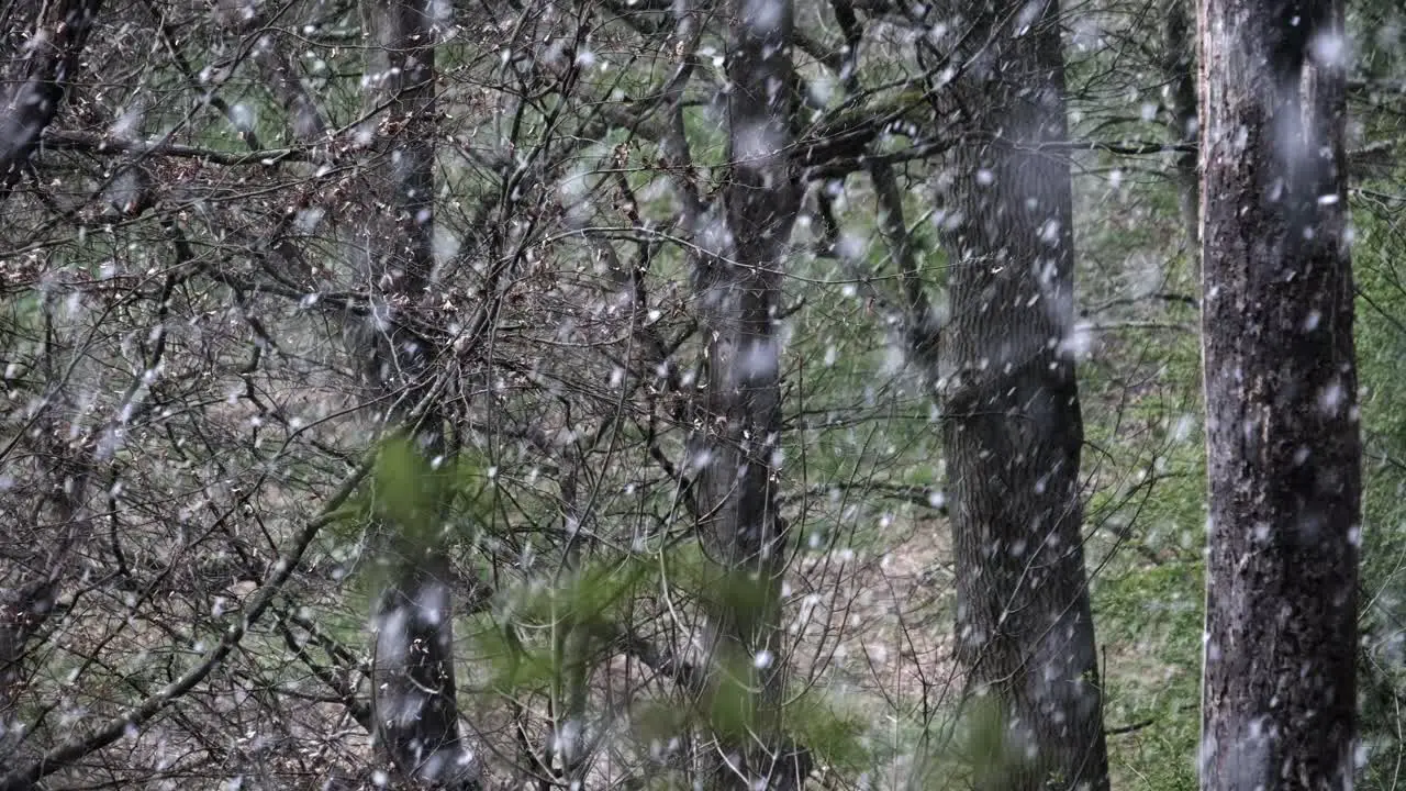 A Spring time snow storm deep in woodland Worcestershire England