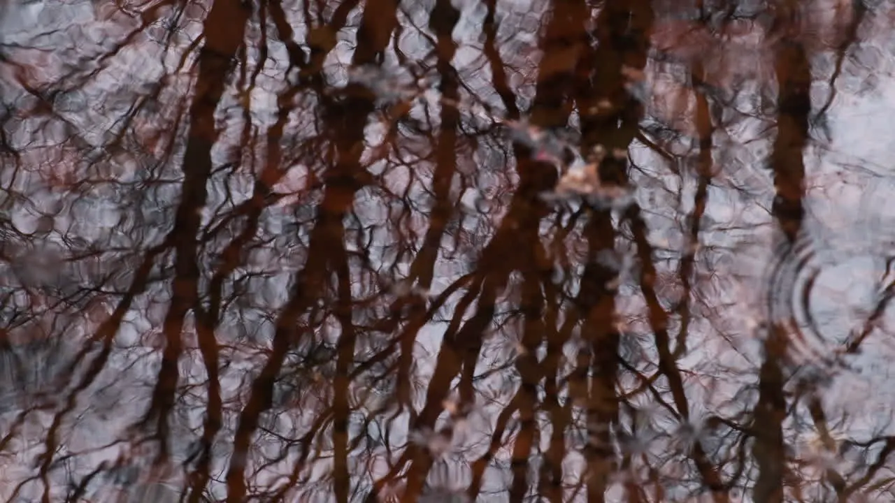 Winter wind sends ripples across the surface of a rainwater puddle in a woodland reflecting the leafless trees Worcestershire England