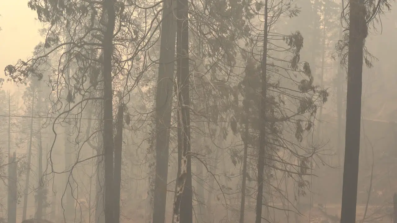 burned trees after major wildfire