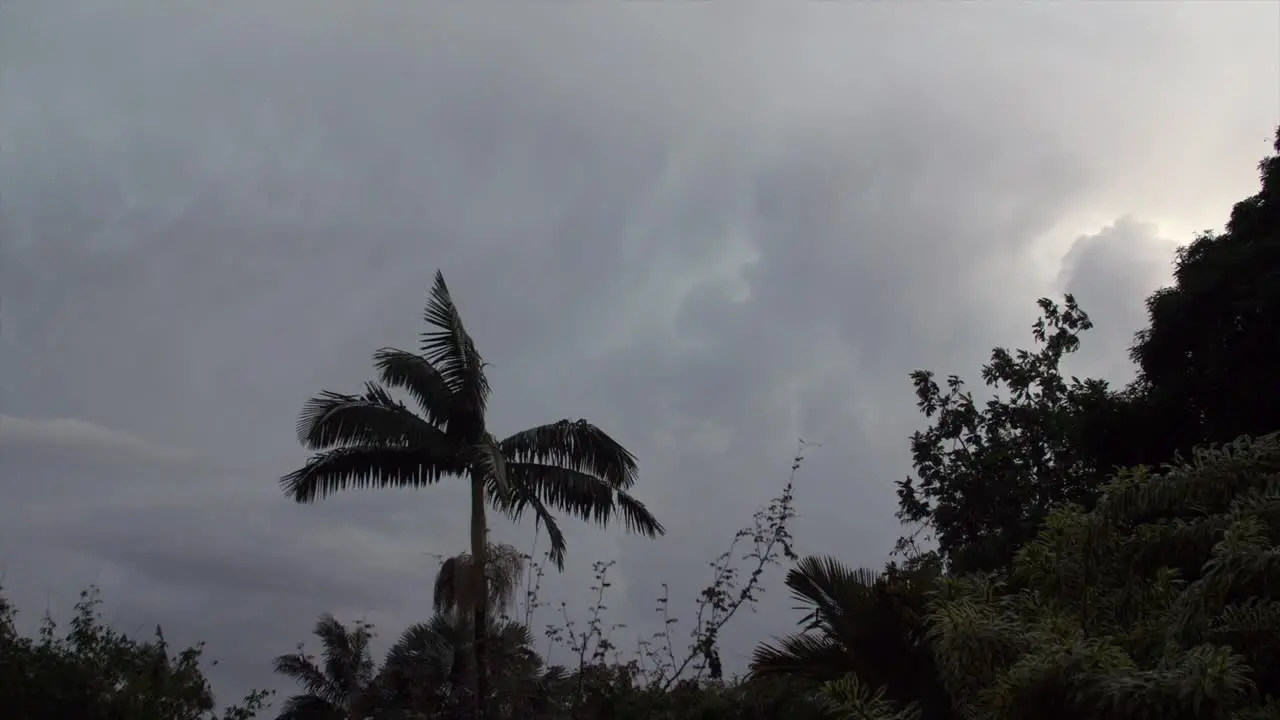 Fork lightning behind a palm tree moving in the light storm winds