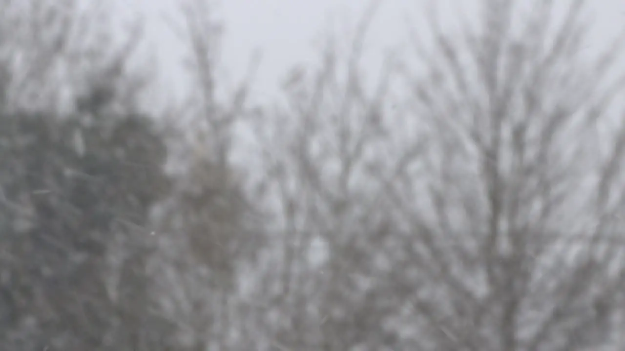 Snowfall Swirling In front of Bare Trees