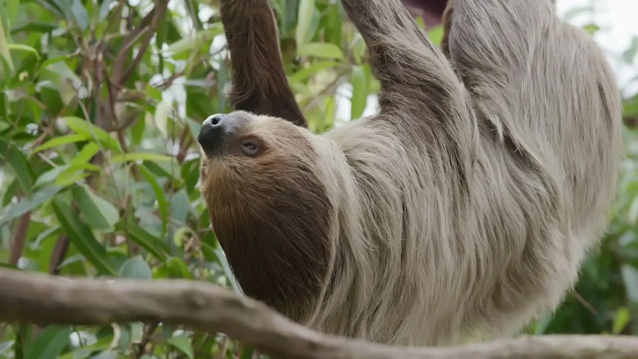 Sloth hunging from tree