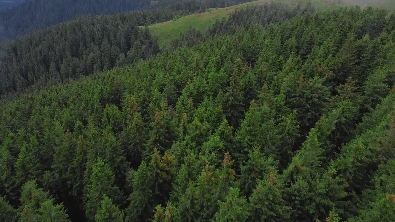 Backward flying tilt-up drone shot of a coniferous forest in the mountains