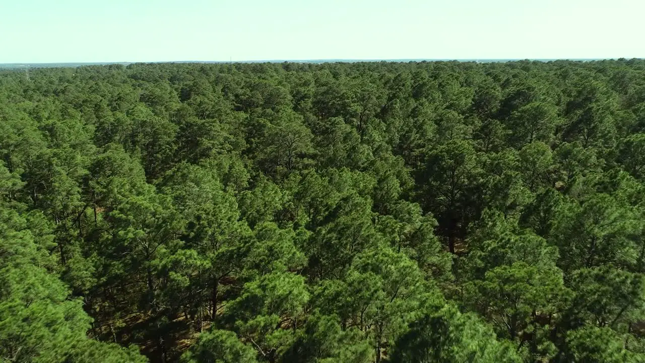 Aerial drone footage of pine trees