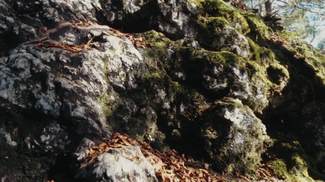 moss on the rocks while sun is hitting it