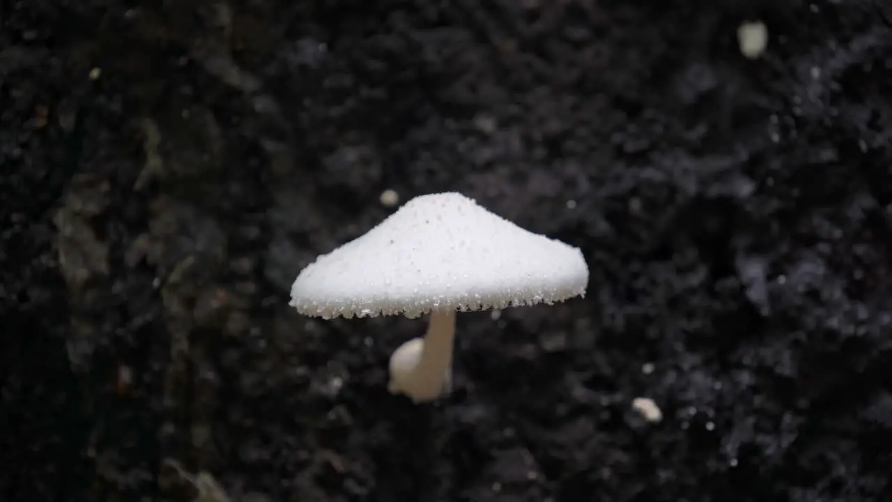 White mushroom wobbling like a bobble head