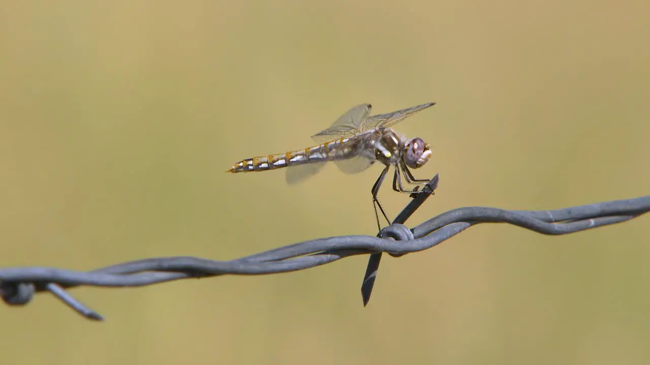 Idaho Dragonfly on a fence