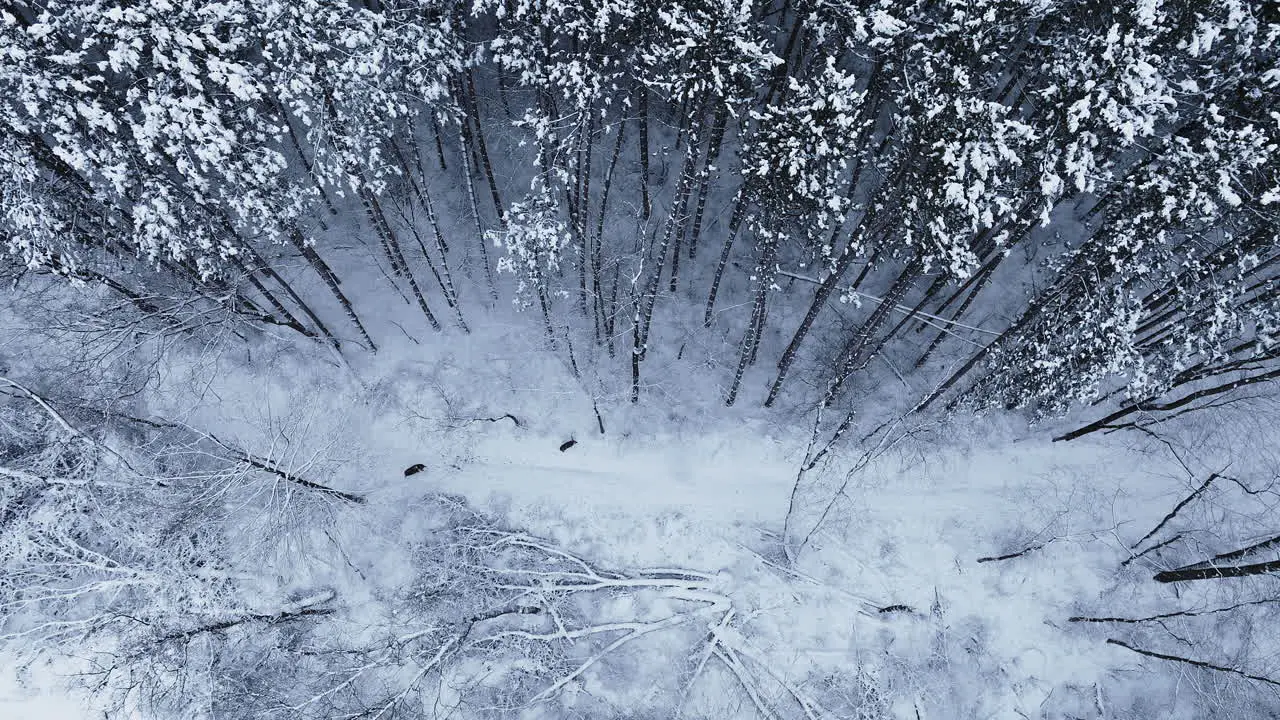 Aerial footage gliding above a winter-clad forest captured by a drone