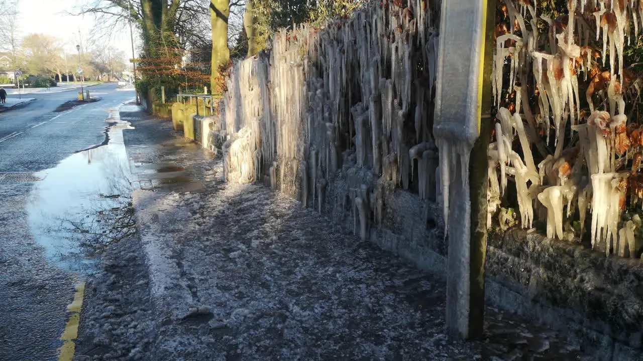 Frozen icicles formation on British bus stop side road hedge during bad winter weather