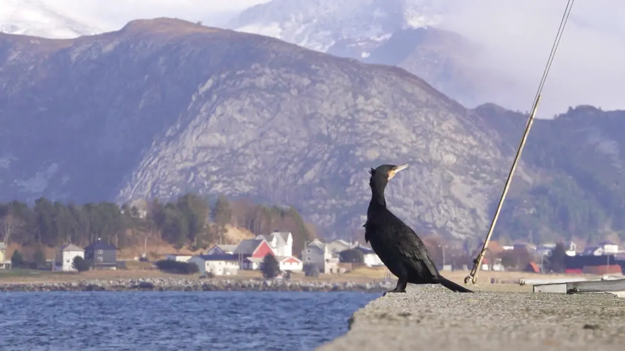 Cormorant in a harbor enjoying beautiful scenery