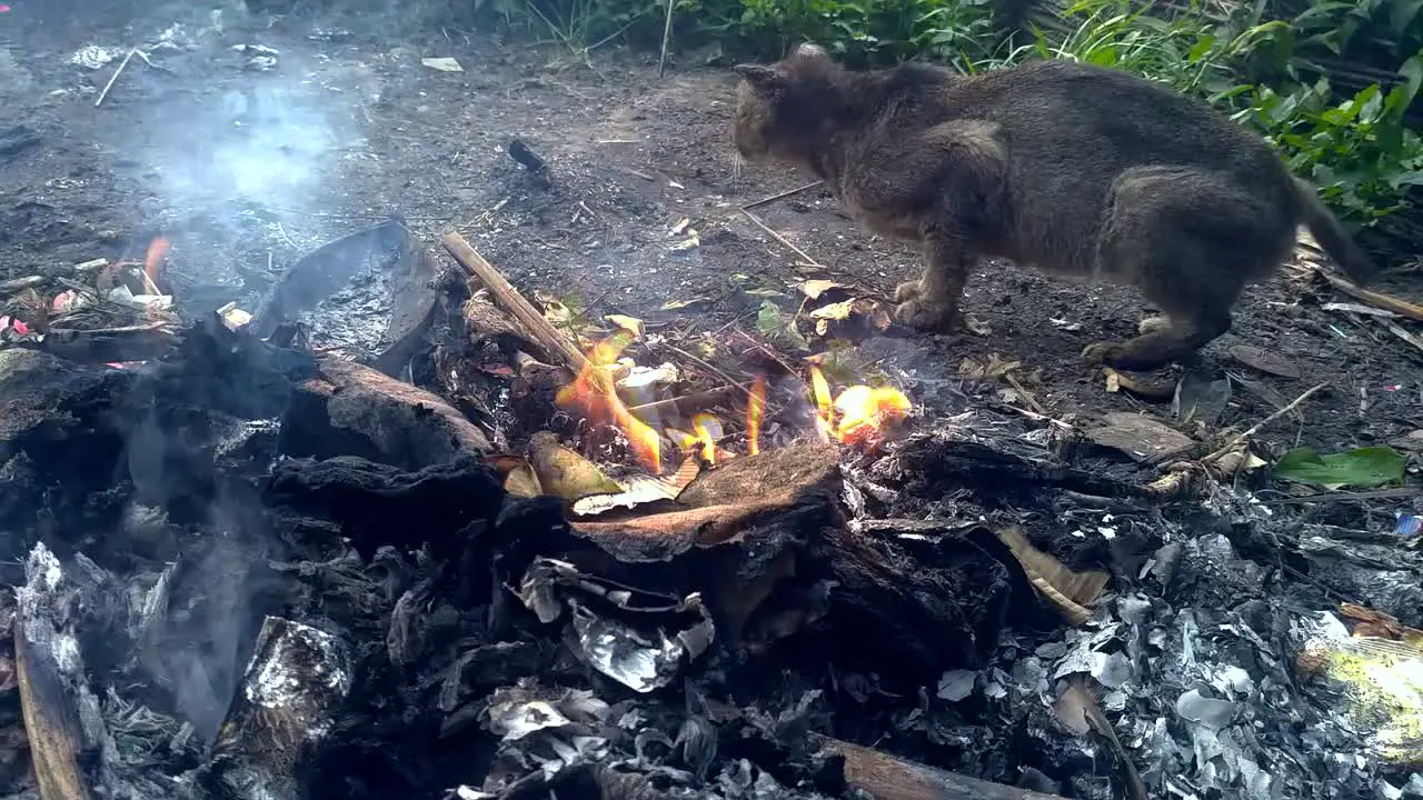 the cat that is in the trash burning in the afternoon