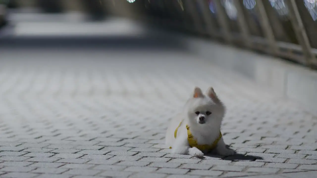 White pomeranian dog in the street