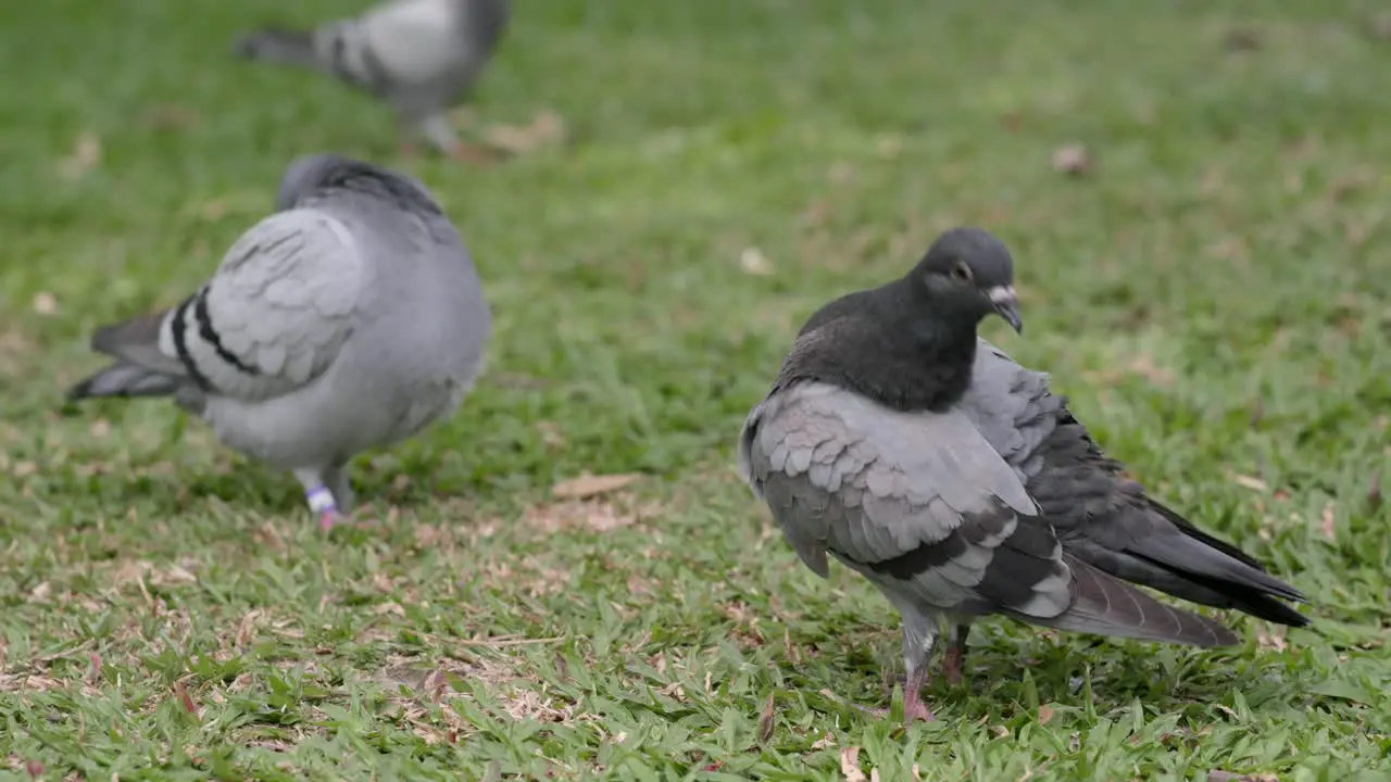 Rock dove on the grass