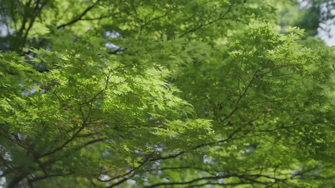 Gimbal shot under a tree with bright green leaves in slow motion