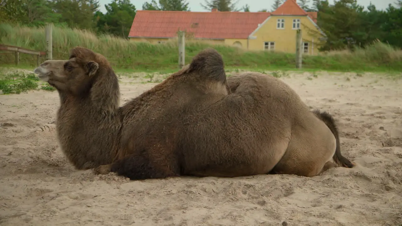 Camel resting on the ground in a the