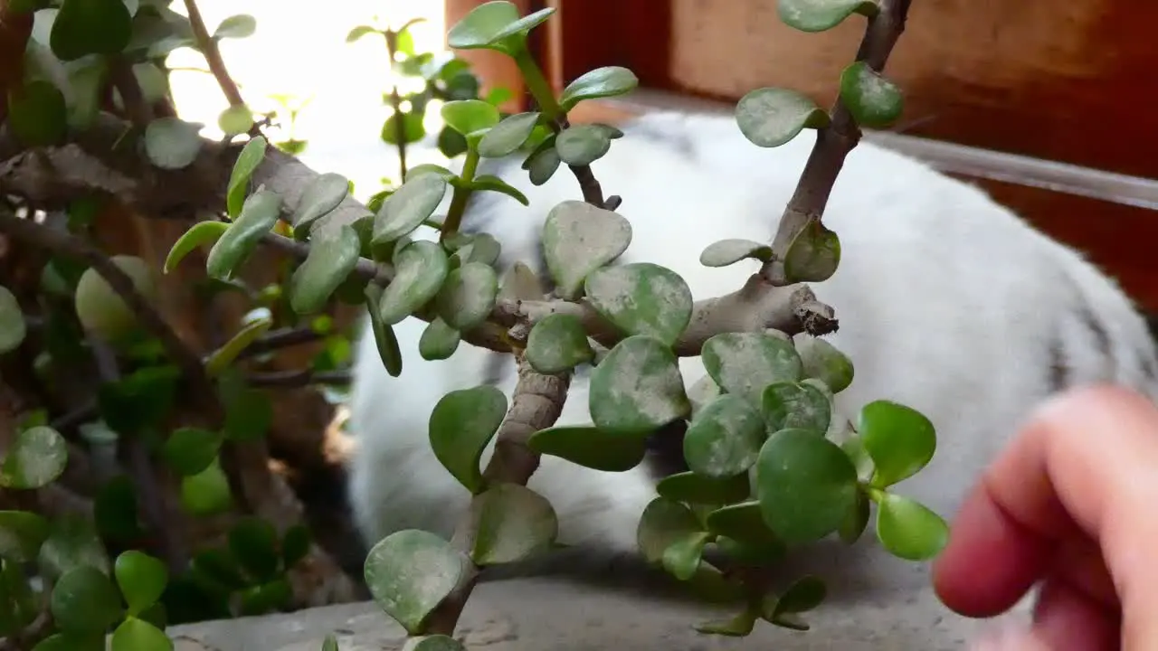 A pet bunny rabbit outdoors hiding behind a plant