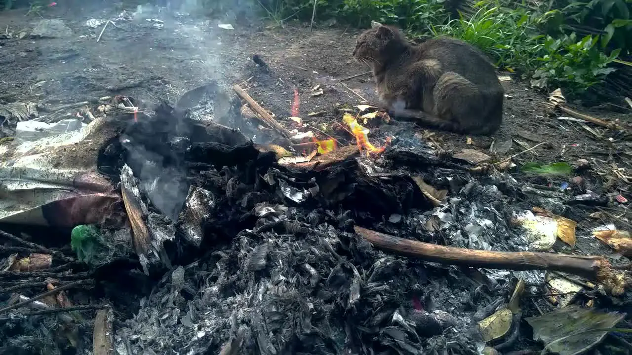 the cat that is in burning trash in the afternoon and nature