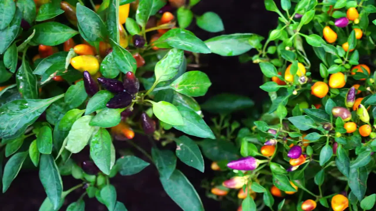 Jalapeno in Different Colors Freshly Growing on Bush Close Up Dolly Singapore