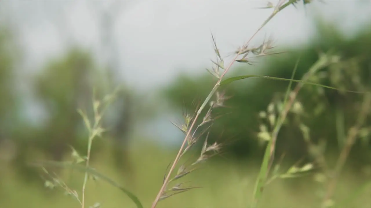 Background with Green Summer Grass and Sunshine