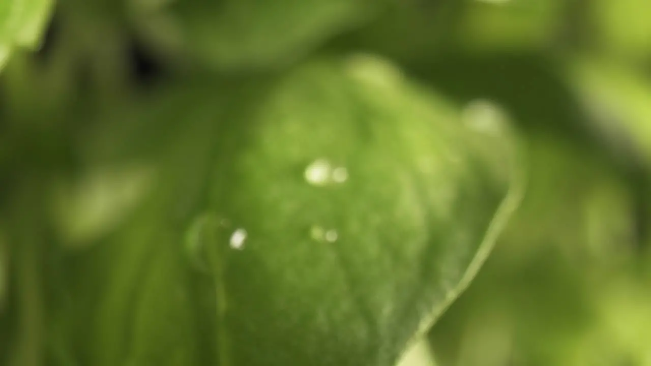 Zoom in macro video of water drop on basil leaf