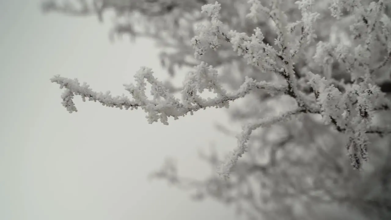 Frosty tree branch swaying in the wind closeup