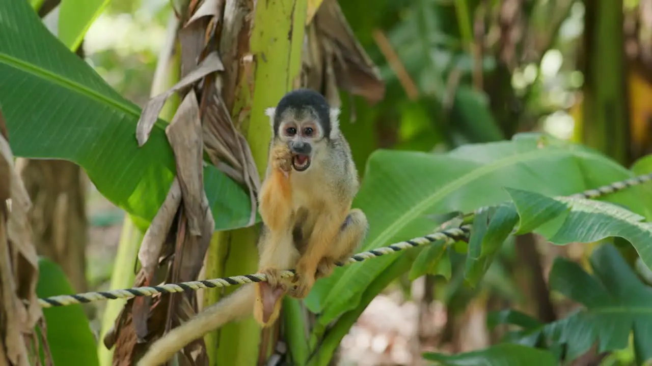 Squirrel Monkeys sitting on the rope