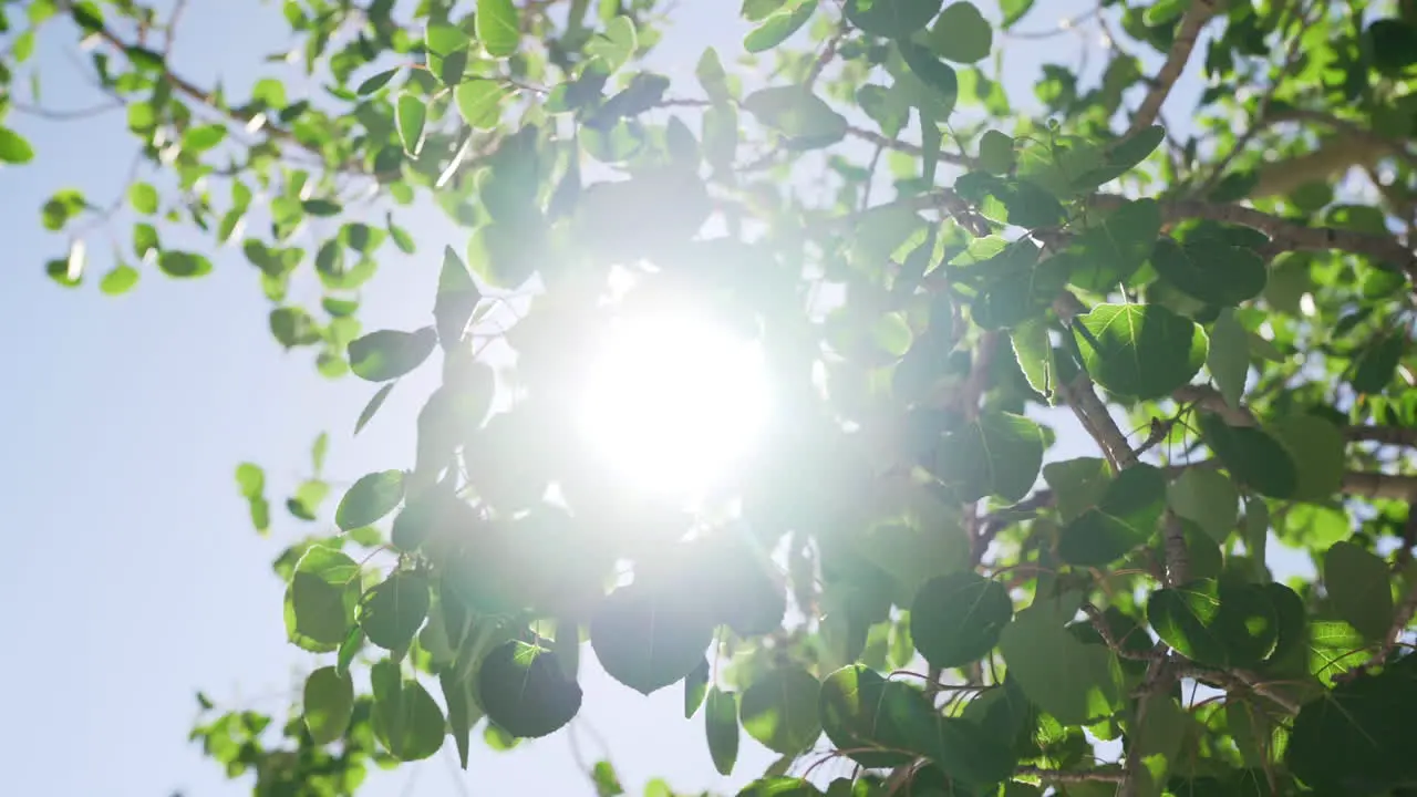 Sunlight peeking through tree leaves